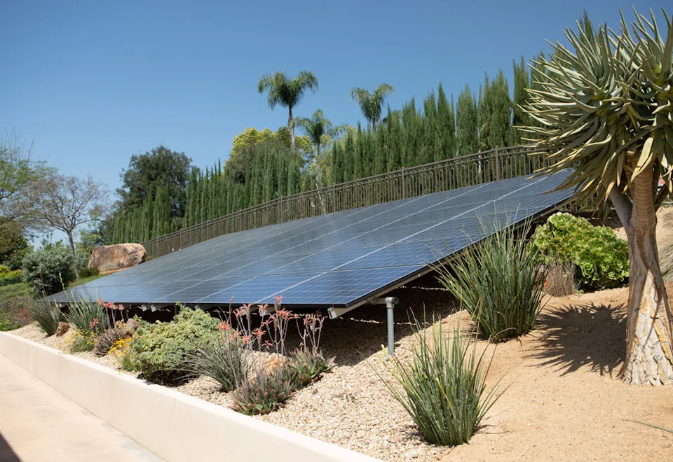 Ground-mounted solar panel array on a gravel slope planted with a tree aloe, succulents and grasses, beside a paved walkway and a low concrete retaining wall, with a tall cypress hedge along the ridge behind