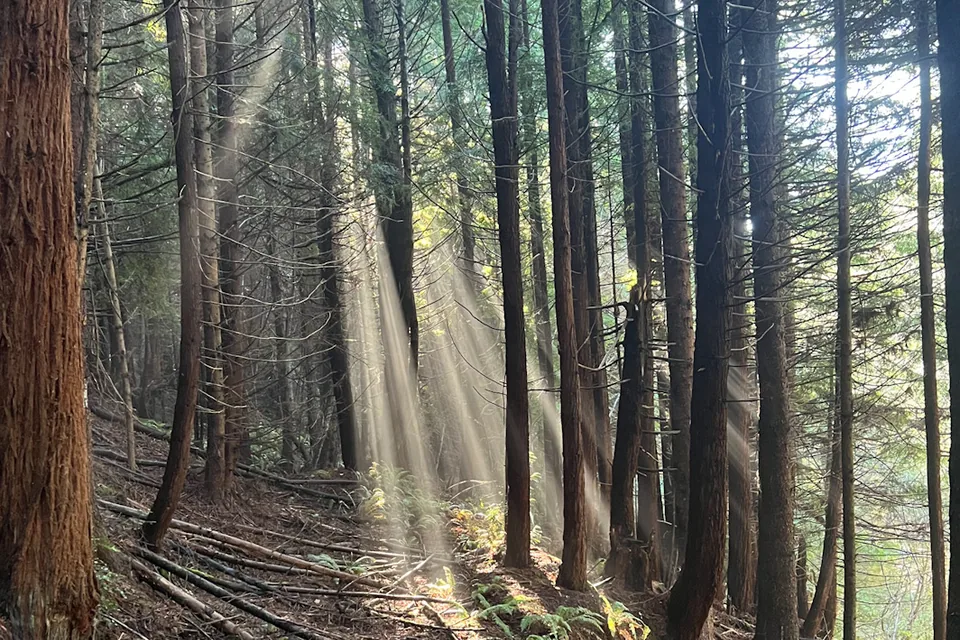 Sunlight through redwoods and native woodland understory on a Humboldt County hillslope