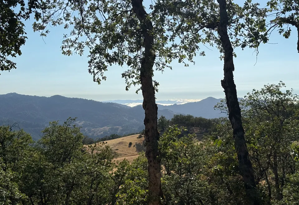 Oak trees framing a view across wooded hills and distant mountains
