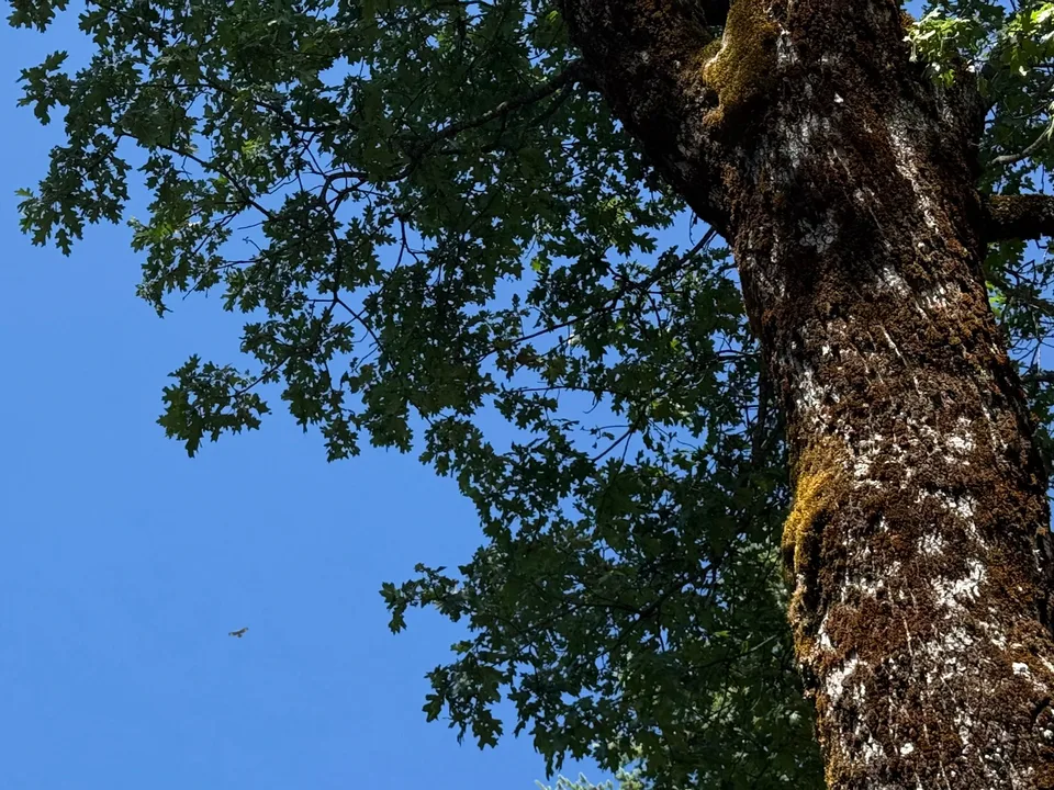 Mature oak with a mossy trunk and green leafy canopy against a clear blue sky